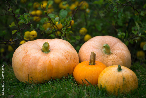 Orange pumpkins in the garden and yellow quince, autumn harvest time, natural autumn background