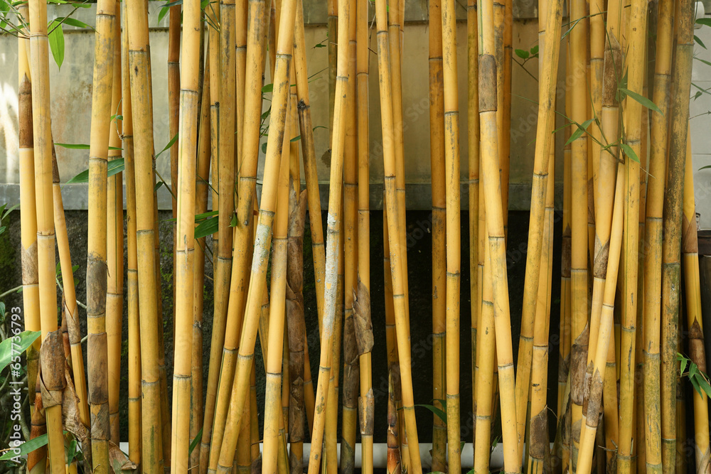 Yellow bamboo stalks in the yard Yellow bamboo stalks in the yard