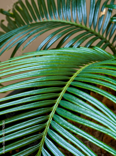 palm leaves as a background texture for artists