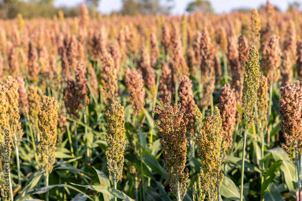 Millet cultivation in Friuli Venezia Giulia, Italy