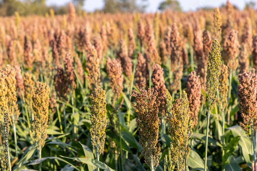 Obraz na płótnie Millet cultivation in Friuli Venezia Giulia, Italy w salonie