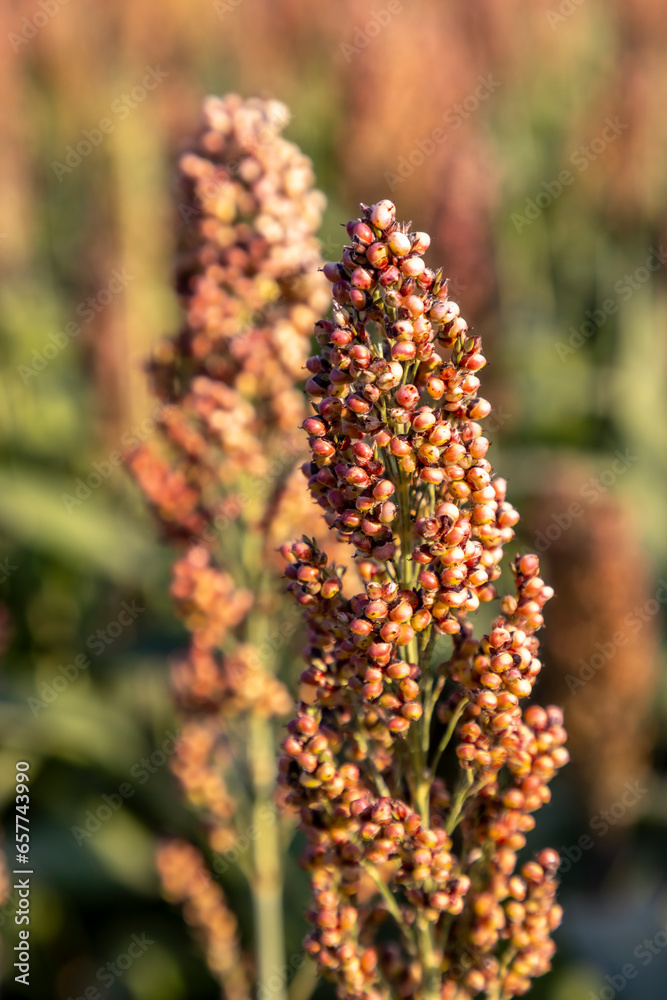 Millet cultivation in Friuli Venezia Giulia, Italy