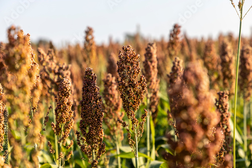 Millet cultivation in Friuli Venezia Giulia, Italy