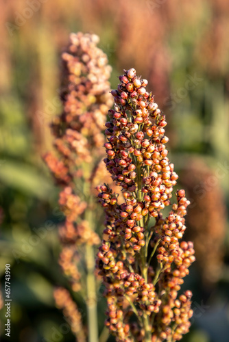 Obraz na płótnie Millet cultivation in Friuli Venezia Giulia, Italy w salonie