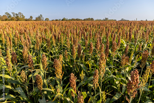 Millet cultivation in Friuli Venezia Giulia, Italy