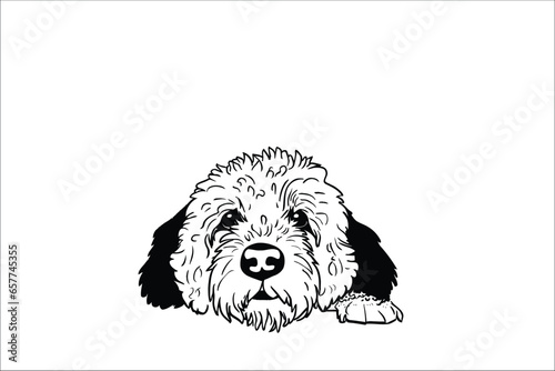 Curious Labradoodle: A Vector Illustration of a Playful Dog Sneaking a Peek