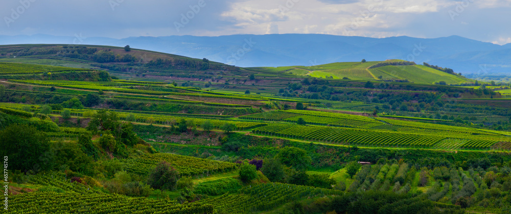 Weinberge Reben Weinberge Reben