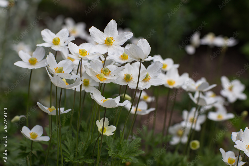 wood anemone blooms in the garden in spring wood anemone blooms in the garden in spring