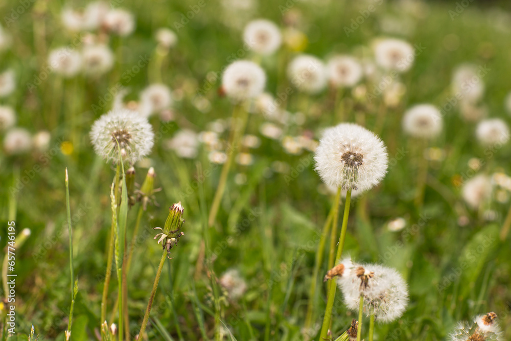 dandelions bloom in the garden in spring (close up) dandelions bloom in the garden in spring (close up)