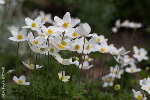 wood anemone blooms in the garden in spring 