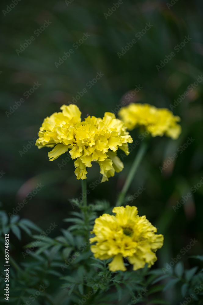 Large yellow flowers African marigold Crackerjack in garden Large yellow flowers African marigold Crackerjack in garden