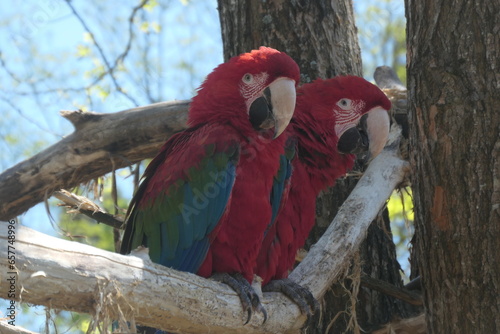 perroquets