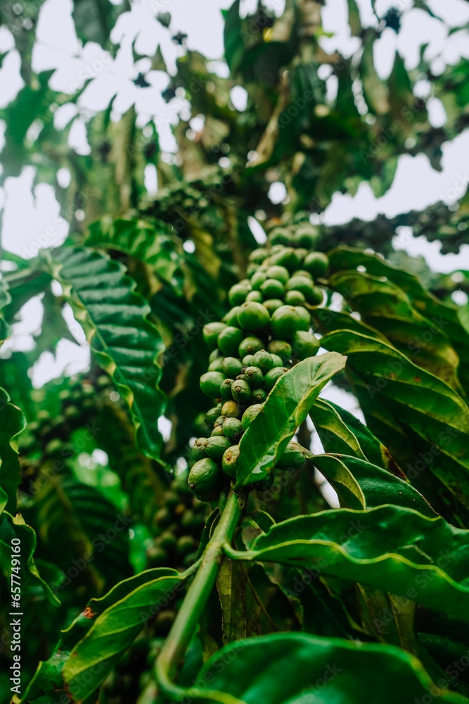 Close-up of green fruit clusters of robusta coffee trees in Lam Dong, lush green coffee trees, coffee berries scattered on the trees Close-up of green fruit clusters of robusta coffee trees in Lam Dong, lush green coffee trees, coffee berries scattered on the trees