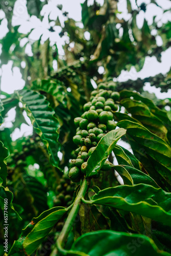 Close-up of green fruit clusters of robusta coffee trees in Lam Dong, lush green coffee trees, coffee berries scattered on the trees