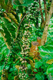 Close-up of green fruit clusters of robusta coffee trees in Lam Dong, lush green coffee trees, coffee berries scattered on the trees