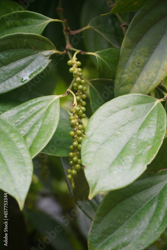 Young flowers and fruit bunches of the pepper tree 