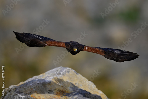 Harris   s Hawk    W  stenbussard  Parabuteo unicinctus  