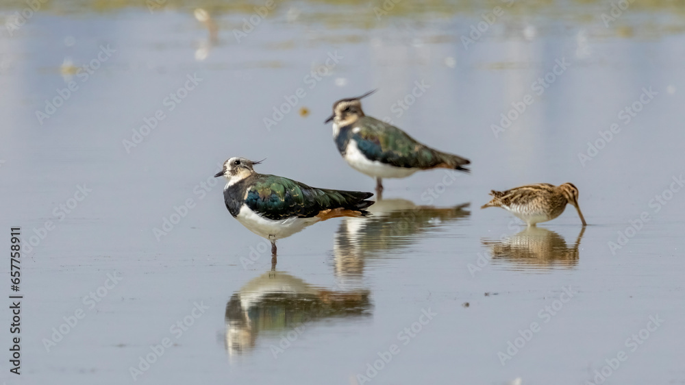 Northern Lapwing / Vanellus vanellus Northern Lapwing / Vanellus vanellus