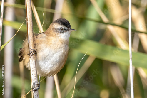 Moustached Warbler / Acrocephalus melanopogon photo