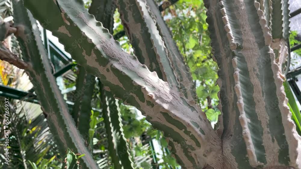 Cactus have long sharp spines all over the trunk close up Cactus have long sharp spines all over the trunk close up