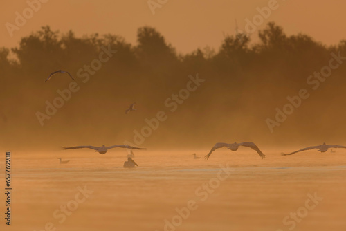 Danube delta wild life birds a beautiful aerial view of birds soaring over a serene body of water with pelican  heron and egret