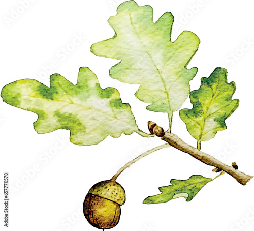 Branch of oak leaves and acorn