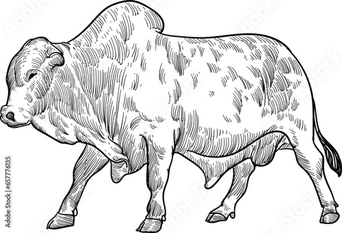 Vintage hand drawn sketch of boran bull