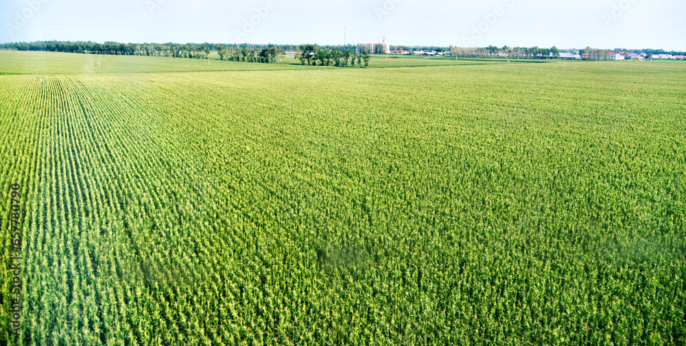 Fototapeta premium High angle view of organic corn field at agriculture farm