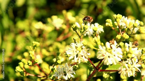 closeup on a honey bees collecting pollen on flowers of thyme in a garden on blurred background