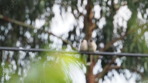 Birds: Sooty-headed bulbuls (Pycnonotus aurigaster)