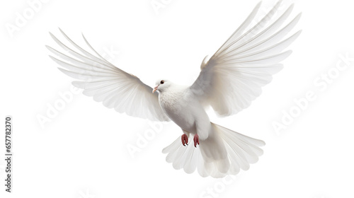 Dove isolated on a transparent background. White pigeon in white background. © Banu
