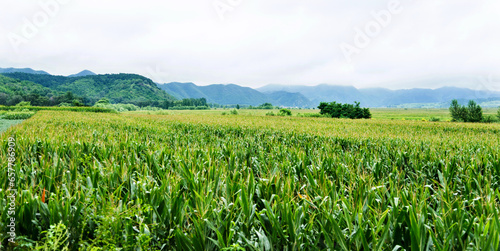 Landscape view of a corn field