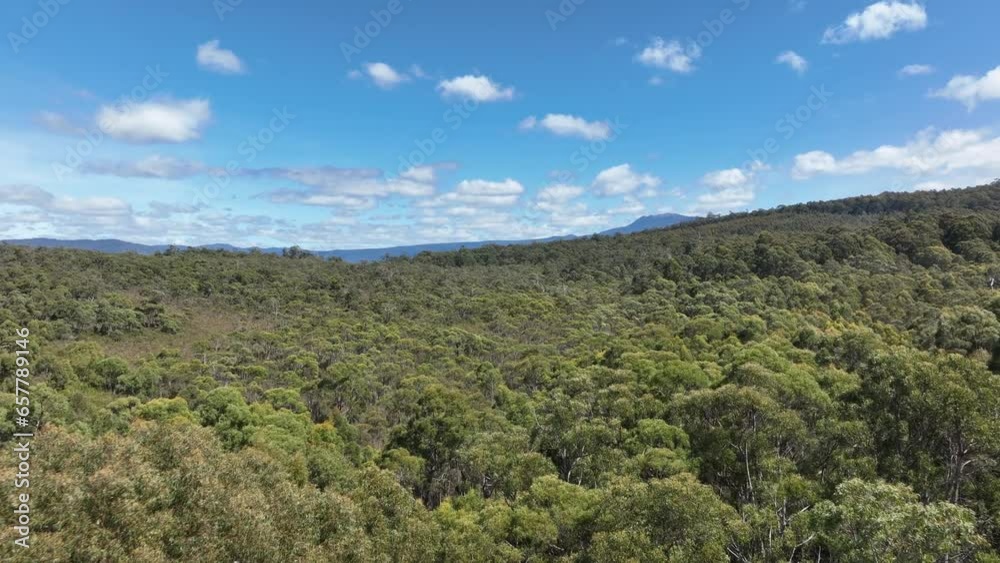 flying over a plantation of trees, in a forestry farm, in the bush in the mountains flying over a plantation of trees, in a forestry farm, in the bush in the mountains