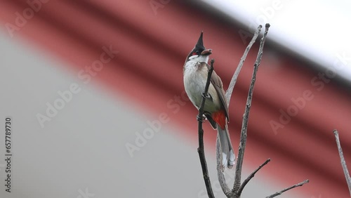 Birds: Red-whiskered bulbul (Pycnonotus jocosus)