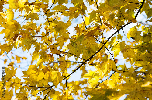 Yellow autumn maple leaves for background