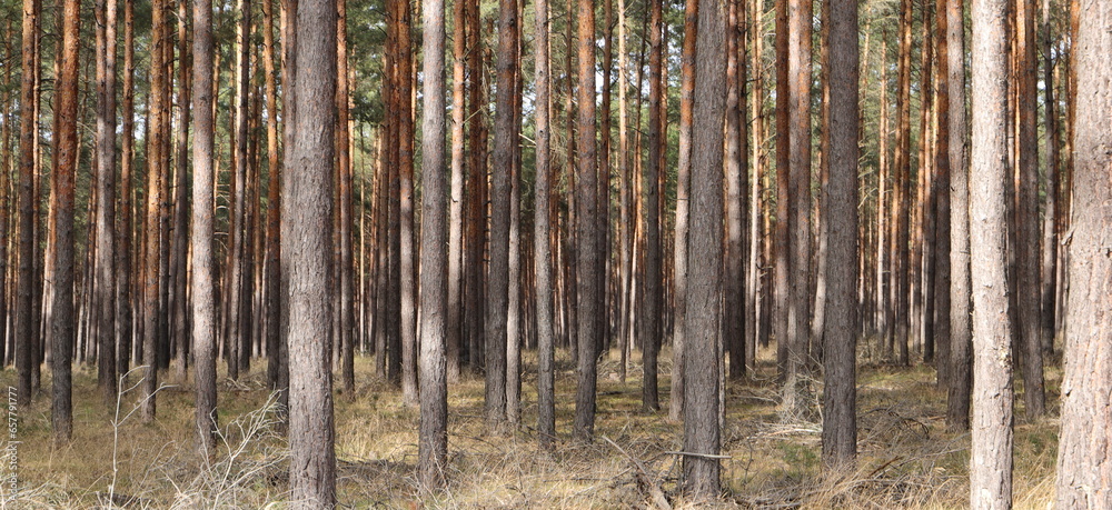 Fototapeta premium A spruce forest in the sunlight as a background