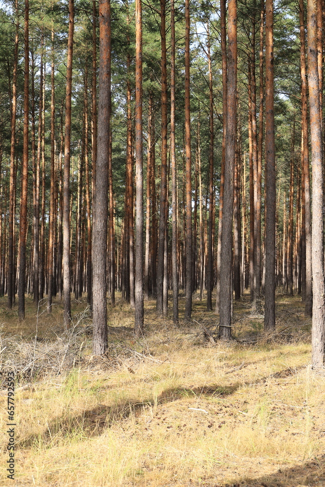 A spruce forest in the sunlight as a background A spruce forest in the sunlight as a background