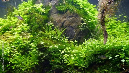 java moss produce air bubble, harlequin rasbora dwarf pet fish, dense lush tropical aquatic plant, Amano style iwagumi aquascape, stone texture in bright LED light, professional aquarium design care photo