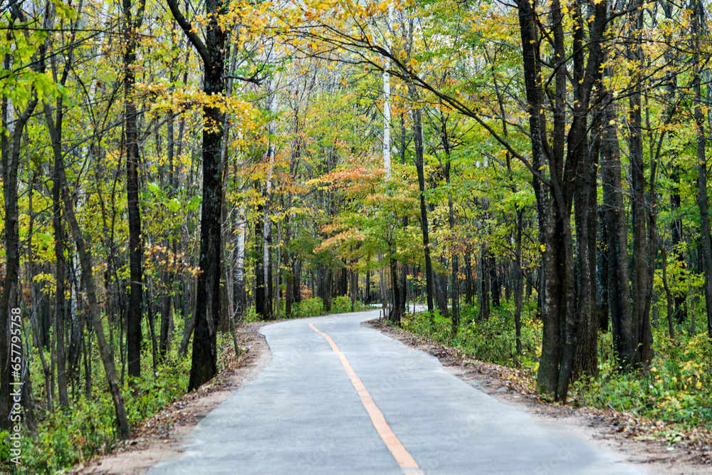 Empty road in the forest Empty road in the forest