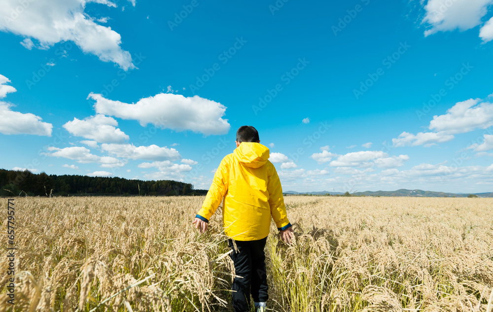 Young boy walking in the middle of paddy field Young boy walking in the middle of paddy field