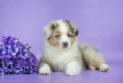 Studio photo of beautiful brown red merle australian shepherd puppy laying near violet hydrangea flower on purple background