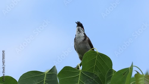 Birds: Red-whiskered bulbul (Pycnonotus jocosus)