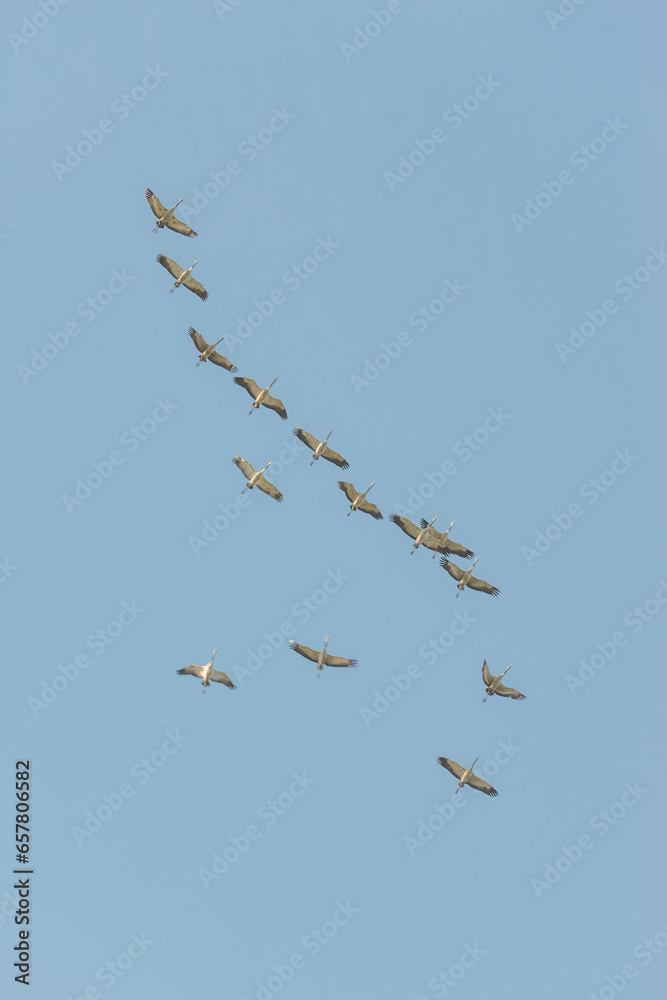 Cover page with a flying flock of cranes as crane wedge in Autumn at soft blue sky with copy space. Seasonal migration of birds to South Cover page with a flying flock of cranes as crane wedge in Autumn at soft blue sky with copy space. Seasonal migration of birds to South