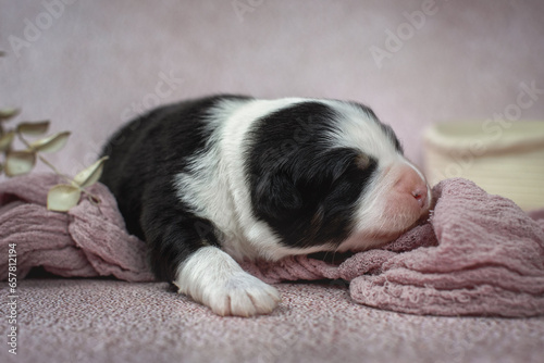 Studio photo on newborn black tricolor australian shepherd puppy dog laying on pink rose ash color background