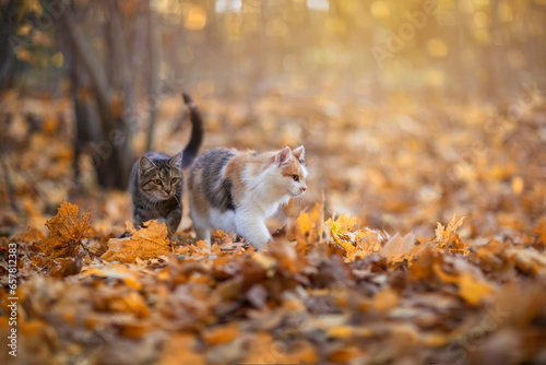 two domestic cats walking in an autumn park with fallen golden foliage