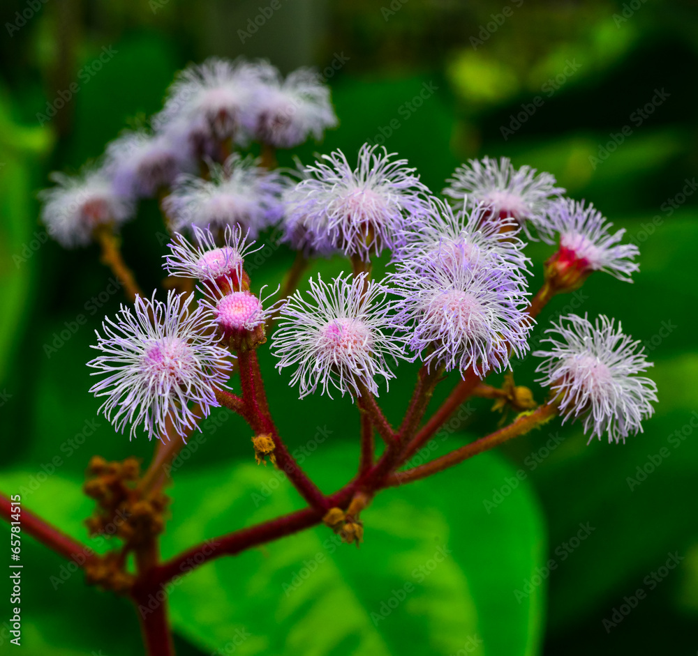 Blue mist plant - Eupatorium atrorubens, fluffy flowers of an ornamental plant Blue mist plant - Eupatorium atrorubens, fluffy flowers of an ornamental plant