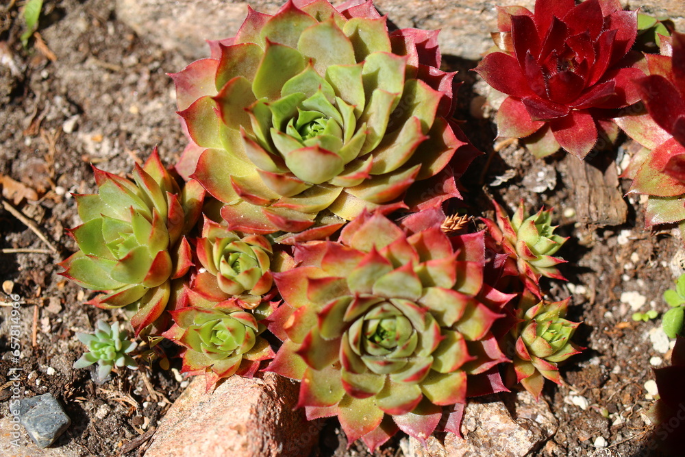 rojnik Ufo Sempervivum rojnik Ufo Sempervivum
