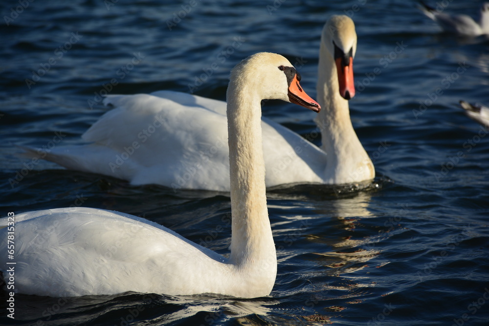 Obraz premium swans pair 