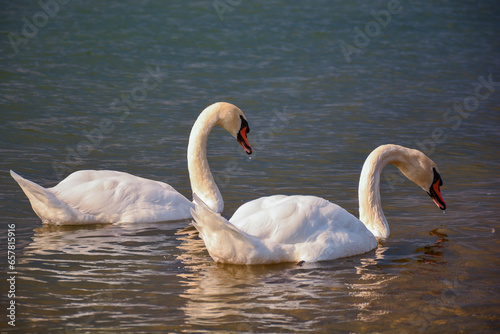 amazing swan pair 