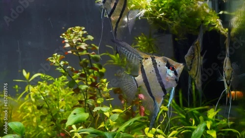 adult angelfish shoal in planted iwagumi style ecosystem aquarium, strange creatures with high body and long fin, peaceful relax, popular ornamental fish for beginner on sale, pet shop, shallow dof photo